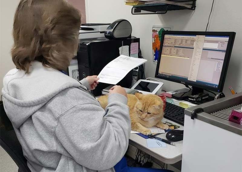 Cat Veterinary Care, Stoughton